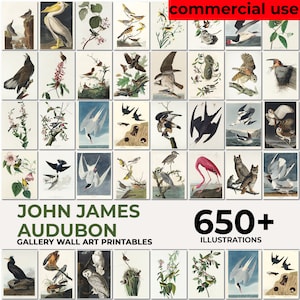 John Audubon Galerie Wand Kunst Mega Bundle, Brids Poster, Museum Ausstellung druckbare Vintage Wohnkultur, sofortiger digitaler Download
