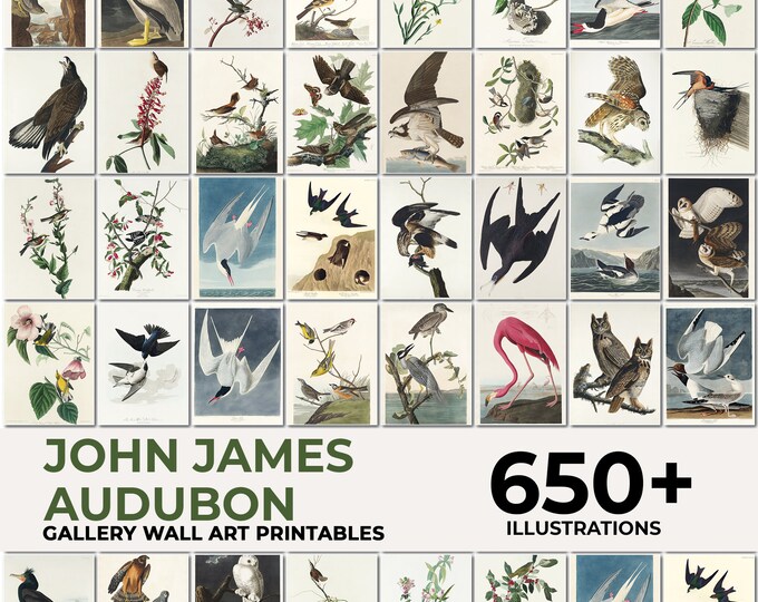 Audubon Bird Print Set, Audubon Birds of America, Bird and Botanical ...