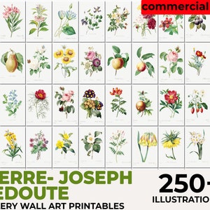 Les Roses, Pierre Joseph Redouté Botanical, Vintage Flower Print, Botanical Illustration