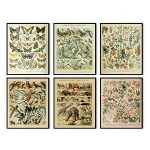 Cartel de Millot, impresión de Adolphe Millot, arte floral de Adolphe Millot, cartel de setas, mariposa Adolphe Millot