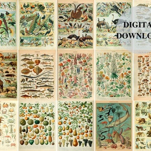 Adolphe Millot Set of 15, Adolphe Millot, Adolphe Millot Prints, Adolphe Millot Digital Download, Mushroom Identification Print