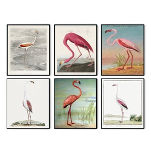 John Audubon Gallery Wall Art Set of 6 Bird Print, Brids Poster, Bird Print Flamingo, Flamingo Art, Flamingo Poster, Flamingos
