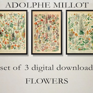 Adolphe Millot Digital Download - Adolphe Millot Flower Set - Botanical Print - Adolphe Millot Download - Adolphe Millot Print to Download