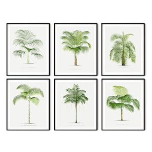 Conjunto de impresión de palmeras de 6 descargas digitales - Ilustraciones vintage de palmeras Impresión botánica Arte de pared- Arte botánico antiguo Decoración de la casa de palmeras