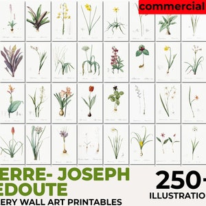 Les Roses, Pierre Joseph Redouté Botanical, Vintage Flower Print, Botanical Illustration