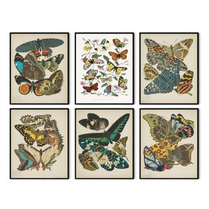 Butterfly Poster set of 6, Butterfly Poster Digital, Butterfly Poster Download, Vintage Butterfly Print