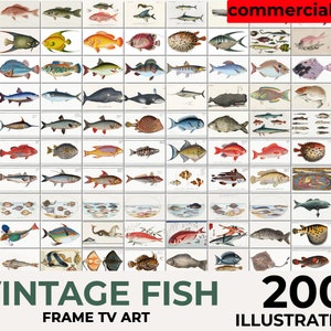 Fish Illustration Set of 200 Frame TV Art , Fish Print Illustration, Fish Illustration Fish Wall Art, Vintage Fish Print