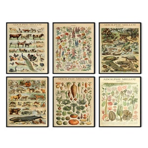 Cartel de Millot, impresión de Adolphe Millot, arte floral de Adolphe Millot, cartel de setas, mariposa Adolphe Millot