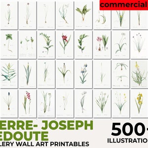 Les Roses, Pierre Joseph Redouté Botanical, Vintage Flower Print, Botanical Illustration