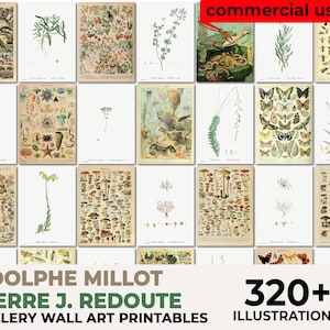 Millot Poster, Adolphe Millot, Mushroom Identification Poster, Les Roses, Pierre Joseph Redouté Botanical, Redoute Rose Print