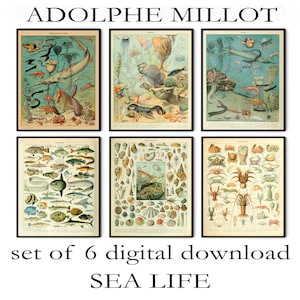 Set of 6 Adolphe Millot Print to Download - Vintage Oceans Poster Print - Adolphe Millot Oceanographie - Adolphe Millot Digital Download