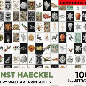 Ernst Haeckel Poster, Haeckel Art Print, Haeckel Wall Art, Seaside Style, Biology Poster, Scientific Art