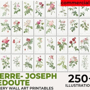 Les Roses, Pierre Joseph Redouté Botanical, Vintage Flower Print, Botanical Illustration