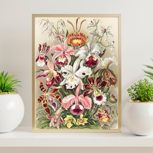 Ernst Haeckel Print 1904, Scientific Illustration Print, Vintage Haeckel, Ocean Art, Flower Poster, Haeckel Wall Haeckel Flower