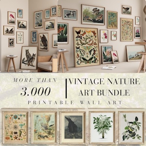 Vintage Nature Art Bundle, Bundle Wall Art, Vintage Gallery Set, Illustration Prints, Vintage Gallery Wall Art