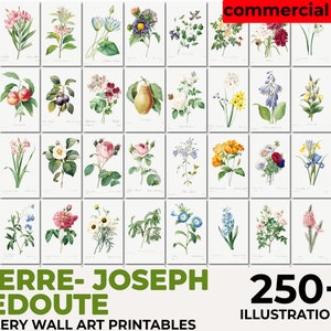 Les Roses, Pierre Joseph Redouté Botanical, Vintage Flower Print, Botanical Illustration
