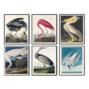John Audubon Gallery Wall Art Set of 6 Bird Print, Brids Poster, Bird Print Flamingo, Flamingo Art, Flamingo Poster, Flamingos