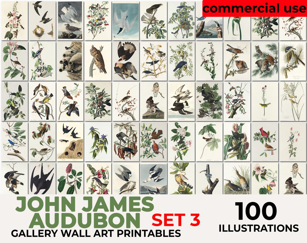 John Audubon Gallery Wall Art Set 3, Brids Poster, Museum Exhibition