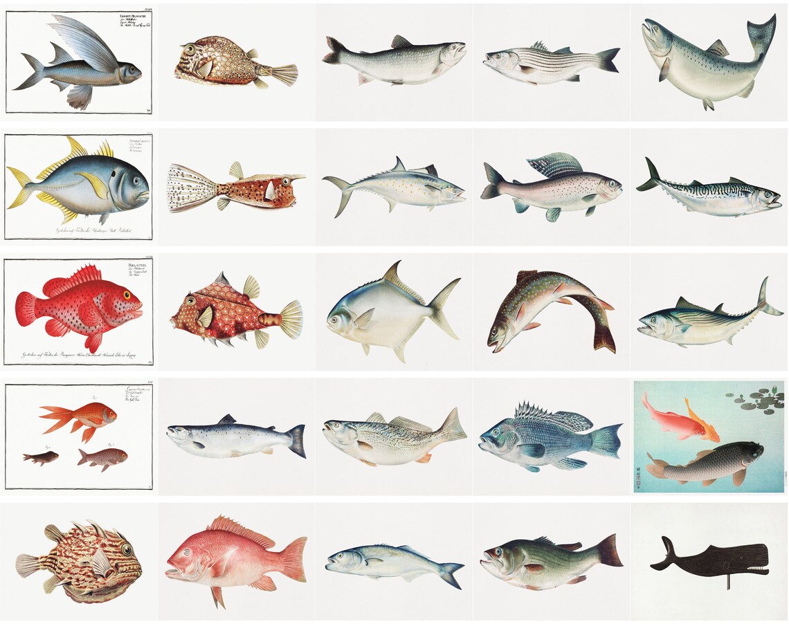 Fish Illustration Set of 100 Fish Printable Fish - Etsy