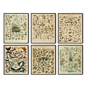 Cartel de Millot, impresión de Adolphe Millot, arte floral de Adolphe Millot, cartel de setas, mariposa Adolphe Millot