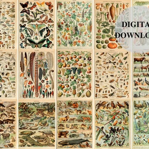 Adolphe Millot Set von 15, Adolphe Millot, Adolphe Millot Drucke, Adolphe Millot digitaler Download, Pilz Identifikation Print