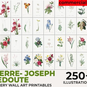 Les Roses, Pierre Joseph Redouté Botanical, Vintage Flower Print, Botanical Illustration