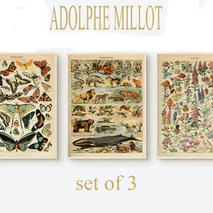 Adolphe Millot Digital Download - Botanical Print - Adolphe Millot Butterfly - Adolphe Millot Mammals - Millot Flowers Fleurs Download