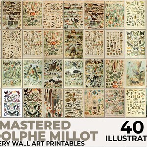 Adolphe Millot Poster, Adolphe Millot, Adolphe Millot Prints, Adolphe Millot Digital Download, Mushroom Identification Print