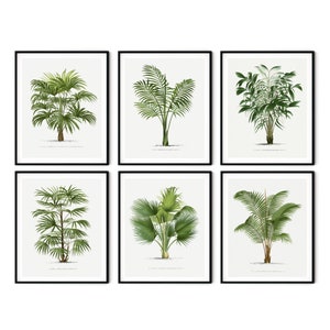 Conjunto de impresión de palmeras de 6 descargas digitales - Ilustraciones vintage de palmeras Impresión botánica Arte de pared- Arte botánico antiguo Decoración de la casa de palmeras