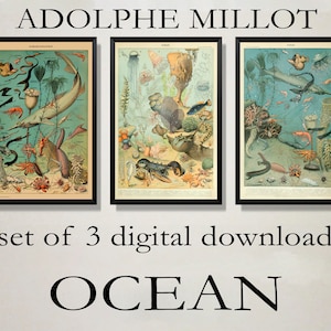 Set of 3 Adolphe Millot Print to Download - Vintage Oceans Poster Print - Adolphe Millot Oceanographie - Adolphe Millot Digital Download