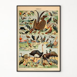 Adolphe Millot Prints to Download - Vintage Birds Poster - Adolphe Millot Birds - Adolphe Millot Download - Adolphe Millot Print