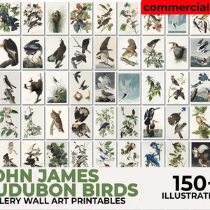 John Audubon Gallery Brids Wall Art Mega Bundle, Brids Poster, Museum Exhibition Printable Vintage Home Decor, Instant Digital Download