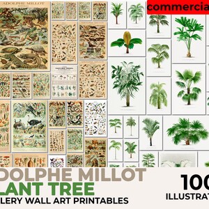 Millot Poster, Adolphe Millot Print, Adolphe Millot Art, Palm Tree Print, Botanical Print