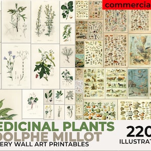 Millot Poster, Adolphe Millot Print, Adolphe Millot Kunst, medizinische Pflanzen, medizinische Botanicals, Heilpflanzen