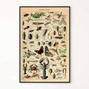 Adolphe Millot Prints to Download - Vintage Insectes Poster - Adolphe Millot Download - Adolphe Millot Print - Adolphe Millot Digital Poster