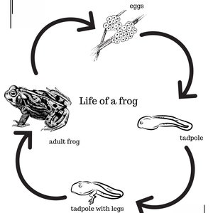 May include: A black and white illustration showing the life cycle of a frog. The illustration shows a frog, eggs, tadpole, and tadpole with legs. The text "Life of a frog" is included in the illustration.