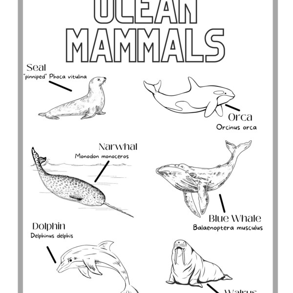 Ocean Mammals Coloring Page