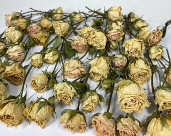 Dried Tiny Roses - Etsy