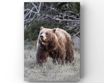 Grizzly Bear 399 Print - Grand Teton National Park Wildlife