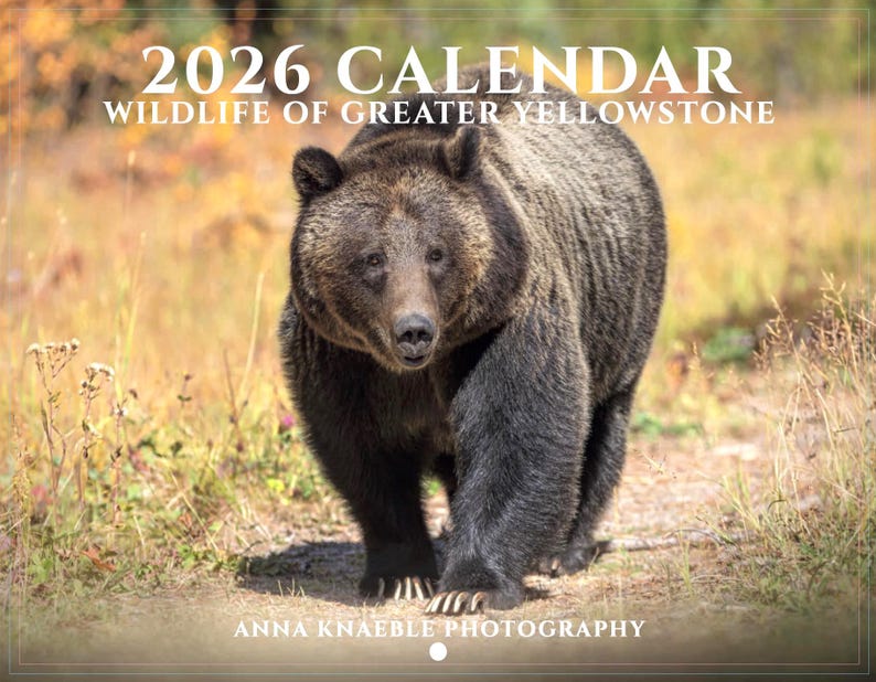 2026 Calendar - Wildlife of Greater Yellowstone - National Parks