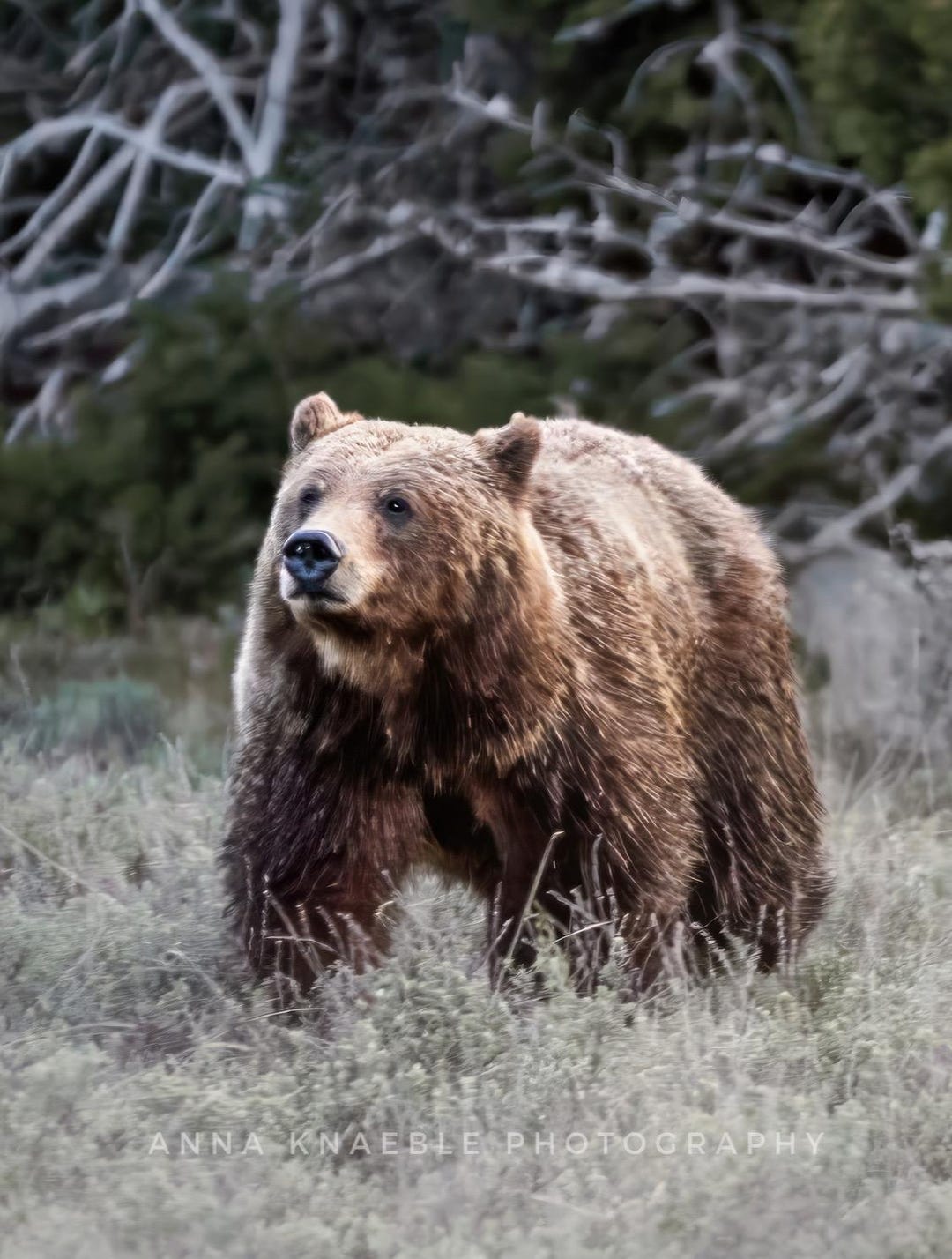 Grizzly Bear 399 Print - Grand Teton National Park Wildlife