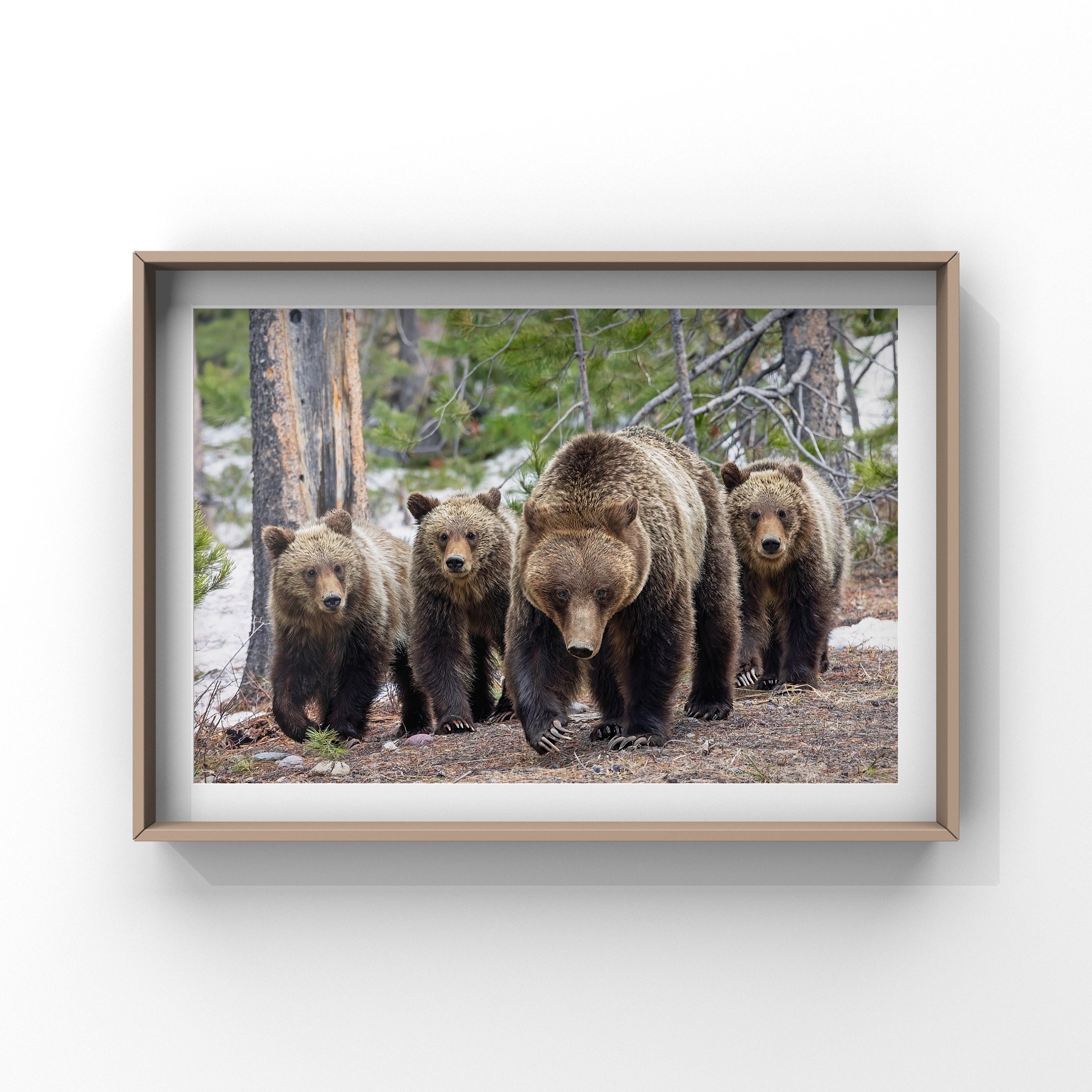 2006　BEAR　カタログ 399's Legacy: Grizzly 610 & Bear Cubs Print - Grand Teton National