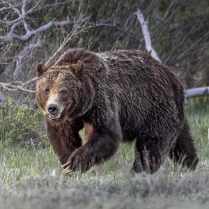Grizzly Bear 399 Print - Grand Teton National Park Wildlife Photography