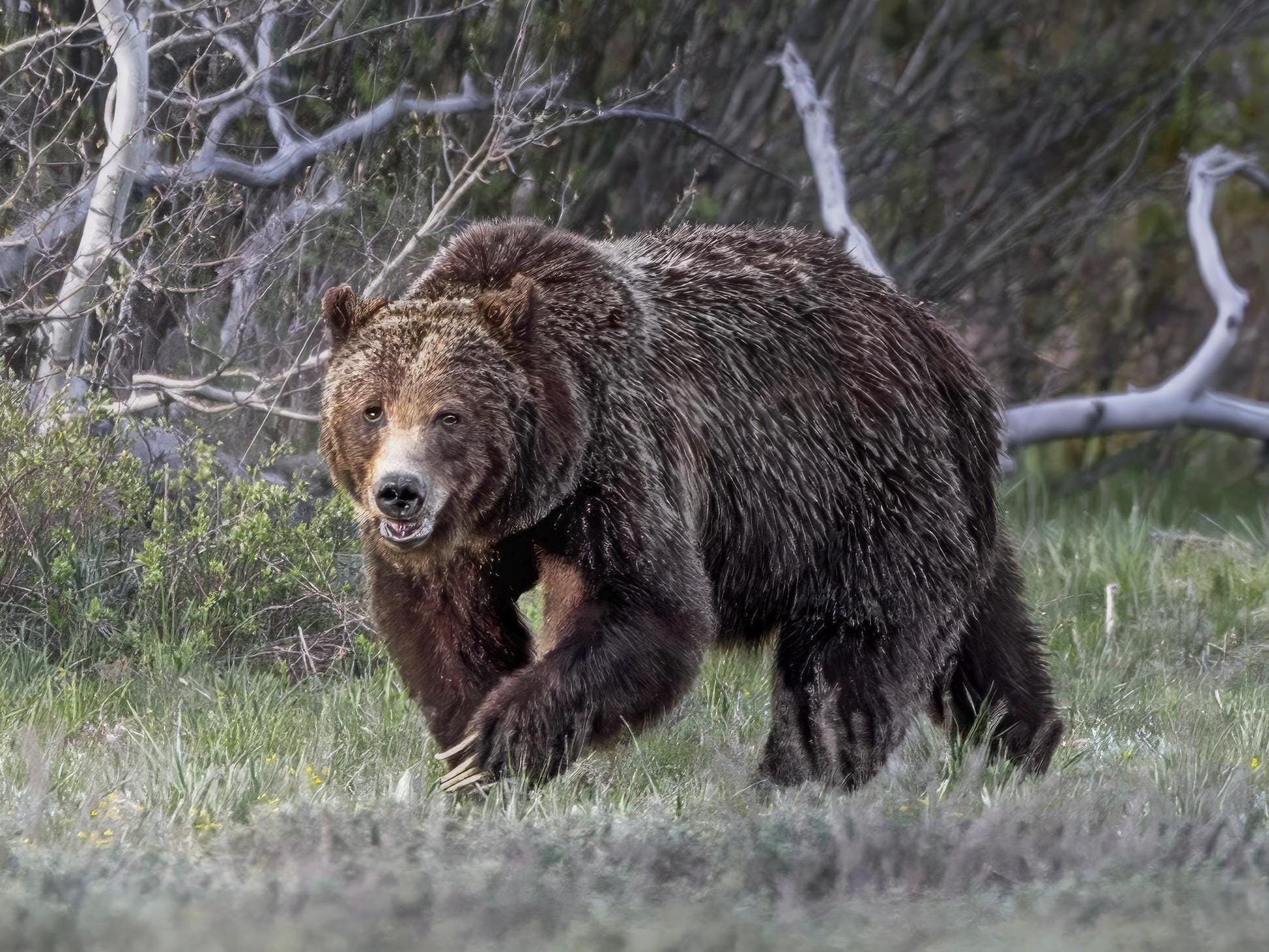 Grizzly Bear 399 Print - Grand Teton National Park Wildlife