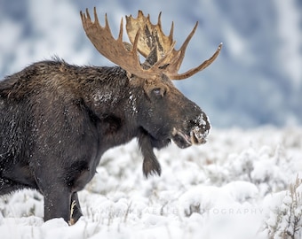 Bull Moose Print - Grand Teton National Park Wildlife Photography