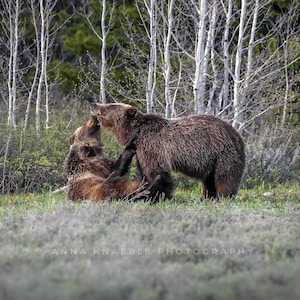 May include: Two brown bears playfully interact in a grassy meadow with a backdrop of birch trees. The bear on the left is standing on its hind legs, while the bear on the right is on all fours. The bears appear to be playing or grooming each other.
