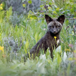 Silver Fox Kit Print - Grand Teton National Park Wildlife Photography