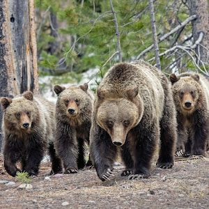399’s Legacy: Grizzly 610 & Bear Cubs Print - Grand Teton National Park Wildlife Photography