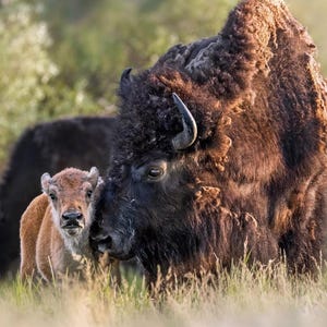 Bison Print - Grand Teton National Park Wildlife Photography