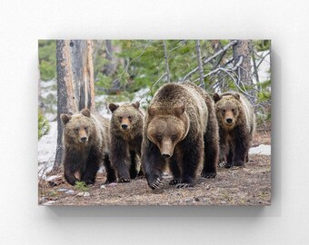 399's Legacy: Grizzly 610 & Bear Cubs Print - Grand Teton National